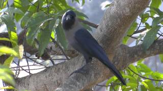 NEPAL  PART 1 THE BIRDS OF POKHARA [upl. by Layor]