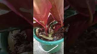 calathea nature trending tapping viralvideo [upl. by Feliks183]