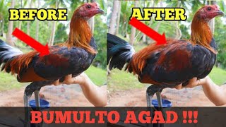 Paano Pabukahin ang katawan ng Manok  Linyada ng Mamay [upl. by Hatch]