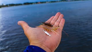 The Secret Easiest Way to Catch Saltwater Fish [upl. by Gonzales]