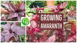 Grow Your Own Superfood The Ultimate Guide to Red Amaranth Amaranthus [upl. by Nolly]