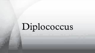 Diplococcus [upl. by Stepha]