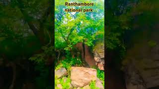 Ranthambore national park trending travel reels nature [upl. by Eniamirt]