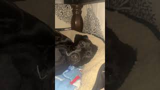 Patterdale Terrier being LAZY apostolic puppy patterdaleterrier funny [upl. by Lamprey]