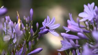 Voorjaar  Agapanthus combineren met siergrassen [upl. by Anitram]