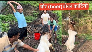 बोर बोका काटियो bore boka katiyo बाख्रापालन bakhrapalan goatfarming [upl. by Balas]