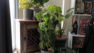 Time Lapse Video of Calathea Zebrina Drooping leaves to upright again Indoor Tropical Plants [upl. by Spring938]