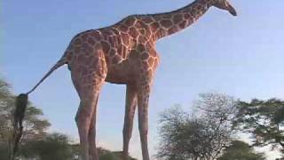 Kenyan Giraffe Finds Comfort With Humans [upl. by Odine]