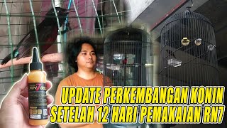 PERKEMBANGAN BURUNG KONIN SETELAH 12 HARI PEMAKAIAN NEKTAR RN7 DAN DOPING KAMISAMA METABOLISME [upl. by Tri607]