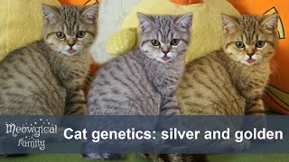 Cat coat genetics silver and golden cats [upl. by Adolfo]