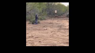 Who needs ground blind for archery shot  Archery hog hunting video killshot hunting [upl. by Intosh261]