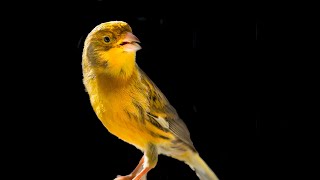 One of the kind CANARY SINGING [upl. by Eluj]