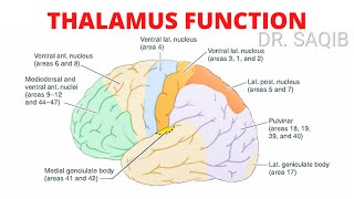 Thalamus Function [upl. by Enael]