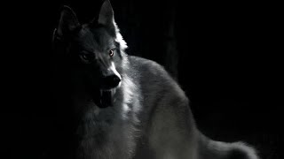 963hz TVD WEREWOLF SUBLIMINAL [upl. by Ecirpak]