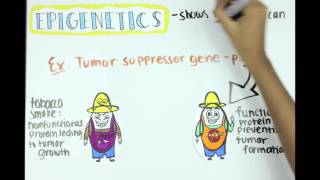 Epigenetics Methylation Acetylation and ncRNA [upl. by Linzy]