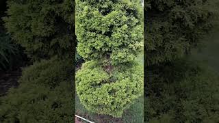 Cryptomeria japonica plant plants garden nature peace relaxing [upl. by Orrocos]