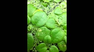 Flowering frogbit [upl. by Eckardt]