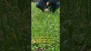 26  Semer des engrais verts  Léo Drevet Permaculture gardening [upl. by Hodess]