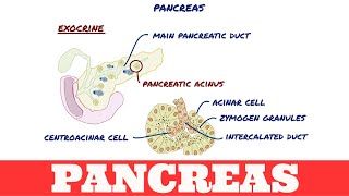 Histology of Pancreas [upl. by Wager]