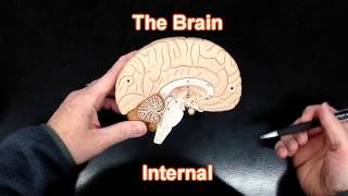 The Brain  Internal View [upl. by Jea207]