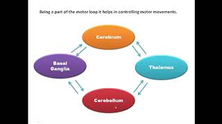 Functions of Thalamus [upl. by Nnoryt]