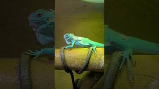 Axanthic Iguana perfect shed iguana axanthic lizard pet woofmeow reptilelove [upl. by Lal]