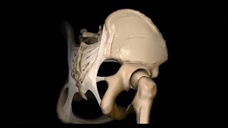 Untere Extremität  Foramen ischiadicum majus und minus  3D [upl. by Laud]