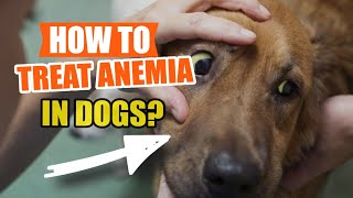 🩸HOW TO Treat ANEMIA in DOGS 🐶Causes of Anemia [upl. by Ttevi]