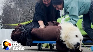 Scared Puppy Mill Rescue Refused To Come Inside The House Until  The Dodo [upl. by Otrevogir]