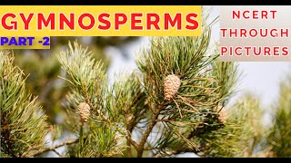 Plant kingdom 08GYMNOSPERMS  Class 11 CBSE NCERT NEETNCERT through pictures  Part 2 [upl. by Kandy]