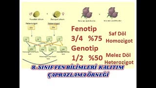 7 8 Sınıf Fen Bilimleri Kalıtım Çaprazlama Örneği [upl. by Yenffit586]