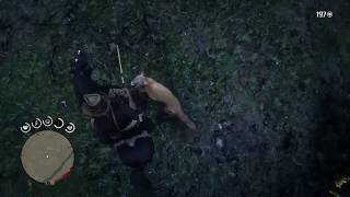 RDR2  Testing The Bravery Of Arabians Black Arabian vs Cougar [upl. by Ardnasal]