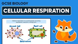 Cellular Respiration  GCSE Biology [upl. by Aicetel705]