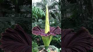 Titan Arum  Largest unbranched inflorescence in World  Observed in Description [upl. by Anelac]