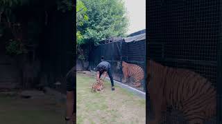 Tiger is getting aggressive while I am playing with her babies foryou trending viralvideo yt [upl. by Atsed260]