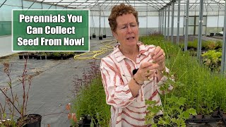 Perennials You Can Collect Seed From Now In Early Summer  Grow More Plants for Free [upl. by Sexela]