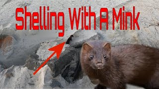 Sunrise Shelling With A Mink At A State Park In Carolinas [upl. by Ardnazxela233]