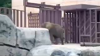 Esta es la reacción de nuestra hermosa Ely el día del sismo de 19S en el Zoo de Aragón [upl. by Marchese]