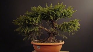 Picea abies Nidiformi [upl. by Airdnat]