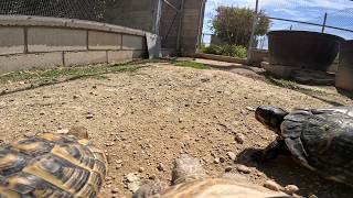 Le pongo una cámara a mi tortuga y esto es lo que graba🎥😨🐢 [upl. by Eybbob]