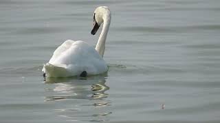 Mute Swan Cygnus olor Knobbelzwaan Bocht fan Molkwar FR the Netherlands 17 Aug 2024 11 [upl. by Zacharias388]