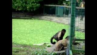 Tufted Capuchin monkey playing  Olmense Zoo [upl. by Ahsieyt]