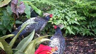 Himalayan Kalij Pheasants [upl. by Repmek]