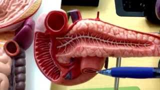 Digestive System 4 HepatoPancreatic Ampulla [upl. by Nicks]