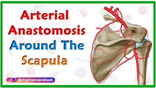 Arterial Anastomosis around the Scapula  Upper limb gross anatomy usmle step 1 videos [upl. by Llevrac91]