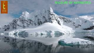 Antarcticas Wildlife A Fascinating Exploration [upl. by Sillek]