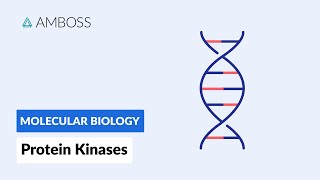 Protein Kinases Cell Signaling and Phosphorylation [upl. by Nosylla]