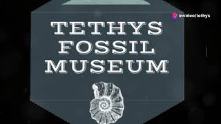 Unlocking Time A Journey at Tethys Fossil Museum  Ritesh Arya [upl. by Ajim725]