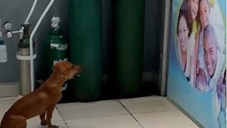 Cachorro chora na porta de consultório enquanto dono é atendido em unidade de saúdenoticias [upl. by Atinomar]