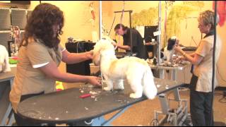 Using Scissors when Grooming a ShaggyHaired Dog  Dog Grooming [upl. by Etz]